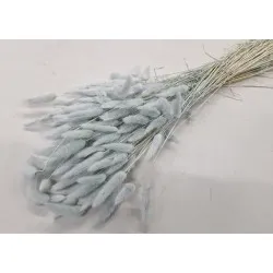 Lagurus ovatus meadow mist +/-100gr