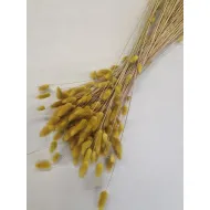 Lagurus ovatus moutarde +/-100gr