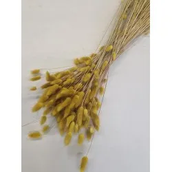 Lagurus ovatus moutarde +/-100gr