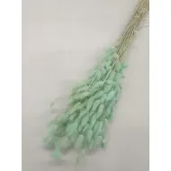 Lagurus ovatus menthe +/-100gr