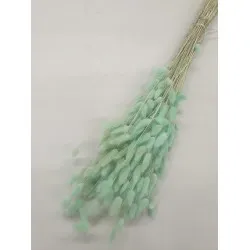 Lagurus ovatus menthe +/-100gr