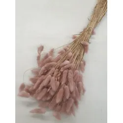 Lagurus ovatus old pink +/-100gr