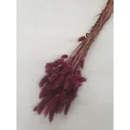 Lagurus ovatus prune +/-100gr