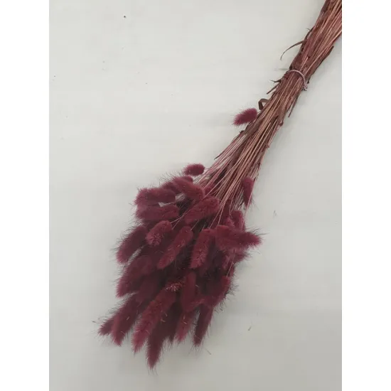 Lagurus ovatus prune +/-100gr