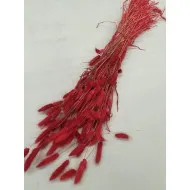 Lagurus ovatus rouge +/-100gr