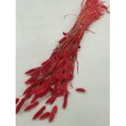 Lagurus ovatus red +/-100gr