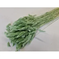 Lagurus ovatus titanite green +/-100gr