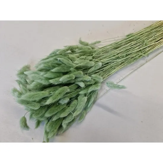 Lagurus ovatus titanite green +/-100gr