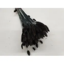 Lagurus ovatus zwart +/-100gr