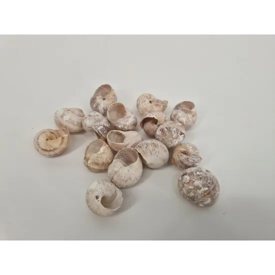 Land snails small frosted white +/-250gr