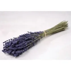 Lavendel