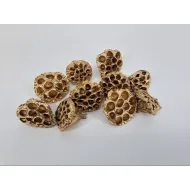 Lotus medium or 10pcs