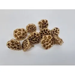 Lotus medium or 10pcs