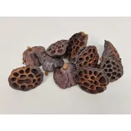 Lotus medium naturel 10pcs