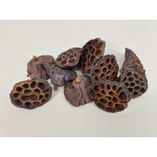 Lotus medium naturel 50st
