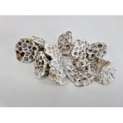 Lotus medium white wash / touch of gold 10pcs