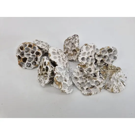 Lotus medium white wash / touch of gold 10pcs