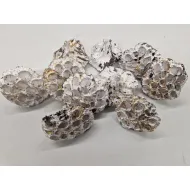 Lotus medium white wash / touch of gold 50pcs