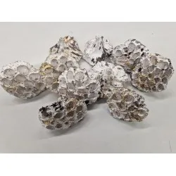 Lotus medium white wash / touch of gold 50pcs