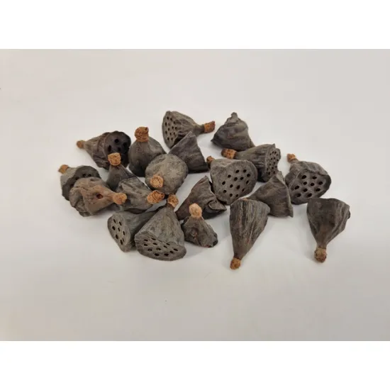 Lotus mini naturel 100pcs