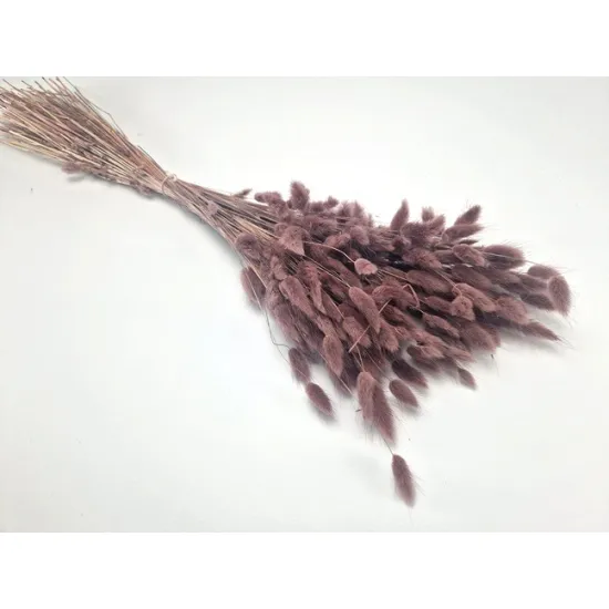Lagurus ovatus misty prune +/-100gr