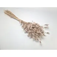 Lagurus ovatus mud +/-100gr