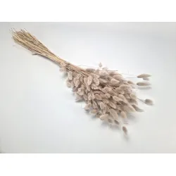 Lagurus ovatus mud +/-100gr