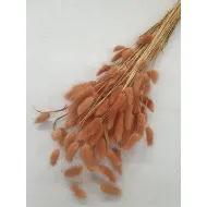 Lagurus ovatus terracotta +/-100gr
