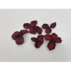 Land lotus bordeaux 15pcs