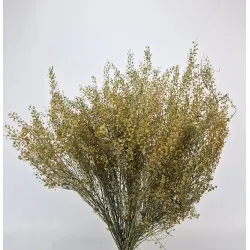 Lepidium atraxa naturel