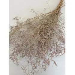Limonium lila naturel