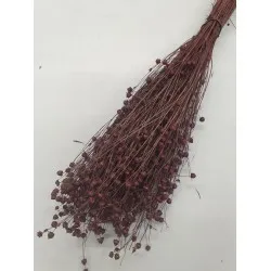 Linum (flax) prune +/-100gr