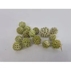 Liquidambar (amberbaum) green wash +/-150gr