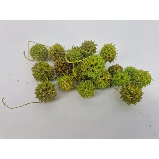 Liquidambar (amberbaum) lime green +/-150gr