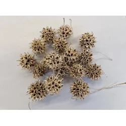 Liquidambar or +/-40gr