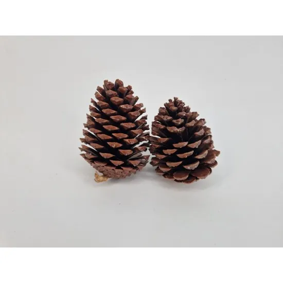 Maritima 10/14cm naturel 2pcs