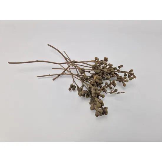 Mushroom gum branch naturel 50pcs