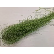 Mullembechia appelgroen +/-250gr