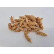 Omorika rape blanchi +/-100gr