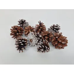 Austriaca (pinus nigra) neigeux