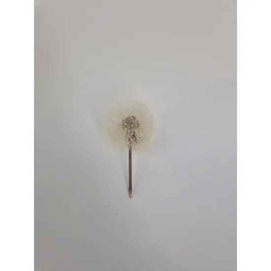 Pissenlit - dandelion 3.5-4.5cm naturel 1pc