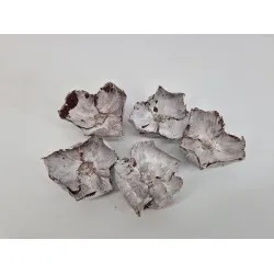 Palm cup white wash 5pcs