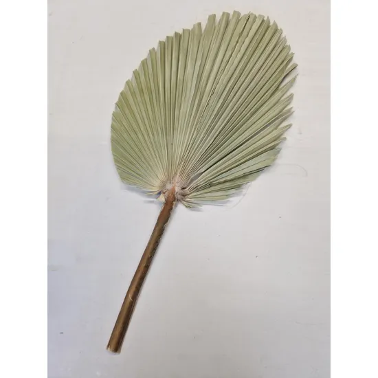 Palm king spear +/-60cm naturel