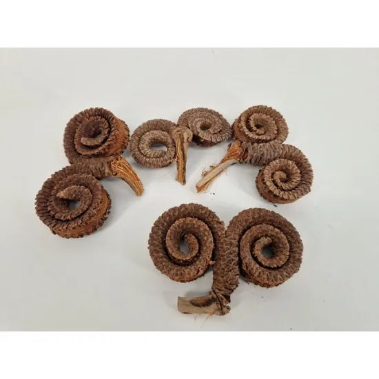 Palm male special naturel 4pcs