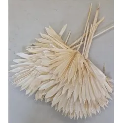 Palm sun bleached 10pcs