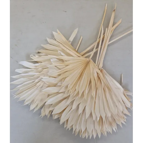 Palm sun blanchi 10pcs