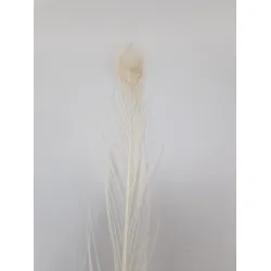 Plume de paon 80-100cm blanchi 1pc