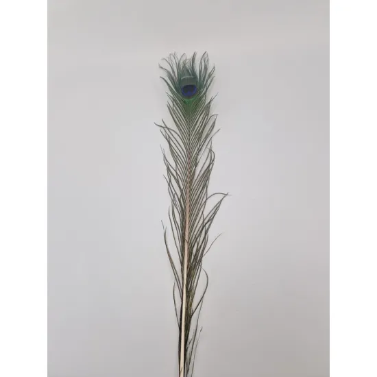 Plume de paon 80-100cm naturel 1pc
