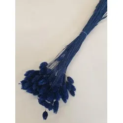 Phalaris blauw +/-100gr