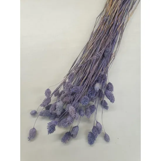 Phalaris lila fonce +/-100gr